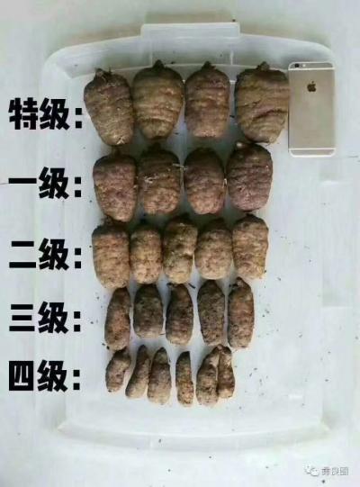 贵州乌天麻