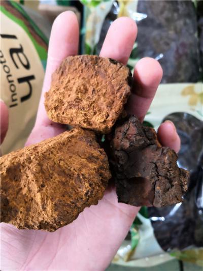供应桦树茸