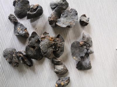 水獭肝哪里能买到 水獭肝正品供应