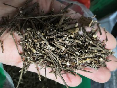 猪毛菜哪里可以买到 猪毛菜正品供应