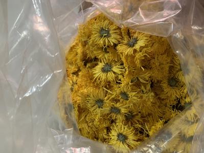 江苏金丝皇菊
