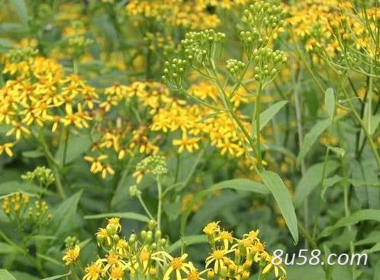 今年野生返魂草草仔出售
