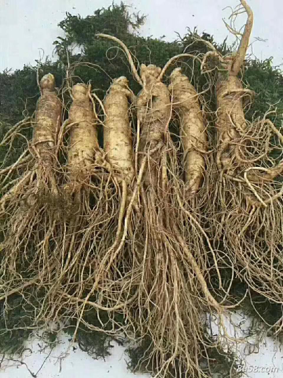 大量出售优质人参