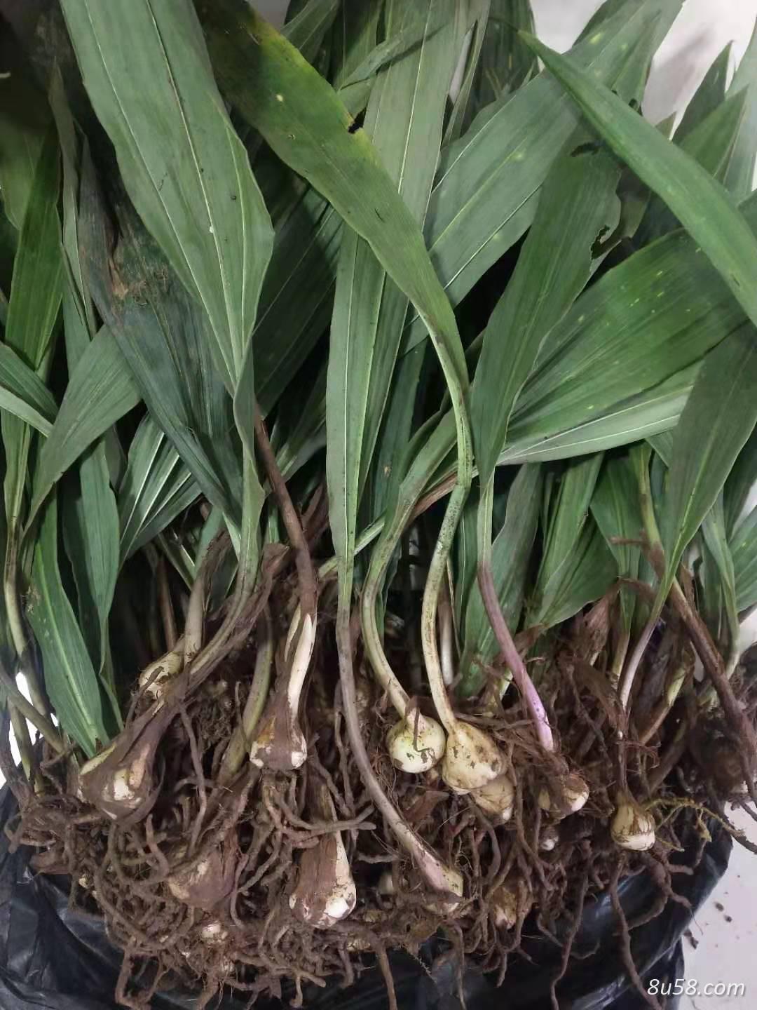 供应中药材山慈菇种苗(毛慈菇,冰球子,独蒜兰)种子种苗,药材种植 供应中药材山慈菇种苗(毛慈菇,冰球子,独蒜兰)种子种苗,药材种植