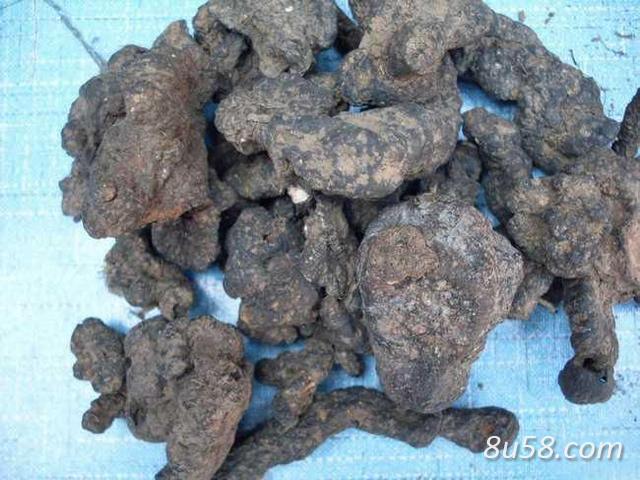 秦岭深山优质干湿猪苓