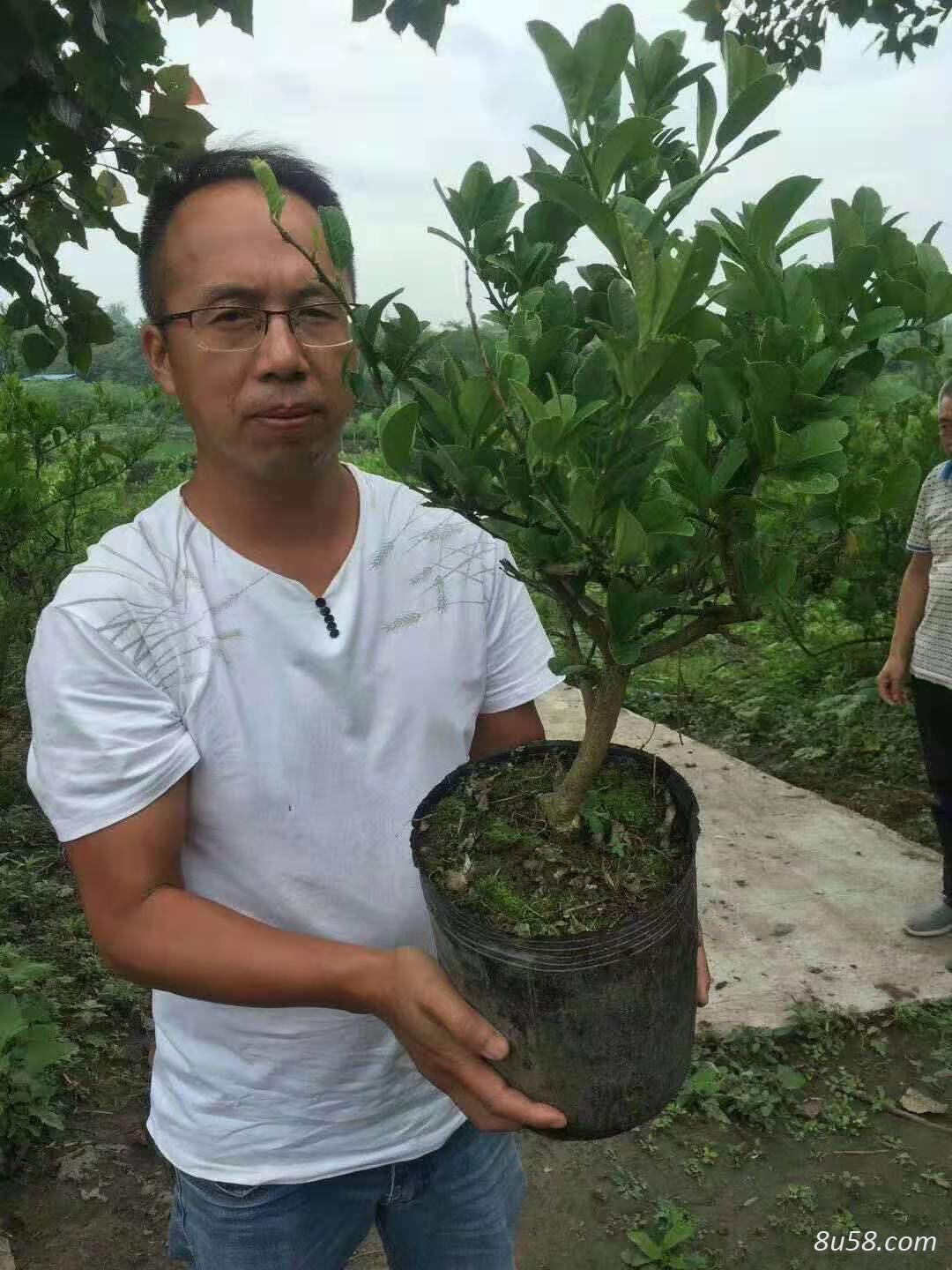 各种中药材种植，川佛手种苗，经济观光林木