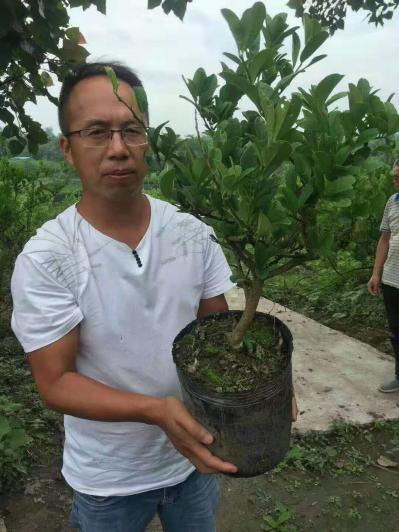 各种中药材种植，川佛手种苗，经济观光林木