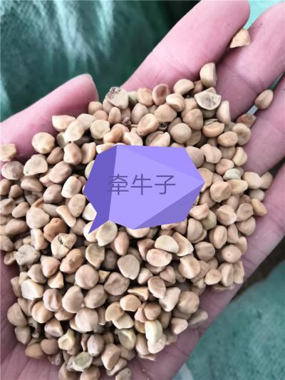 牵牛子哪里有卖 牵牛子正品供应