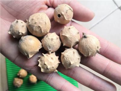 我想买没食子哪里能找到 没食子每日报价