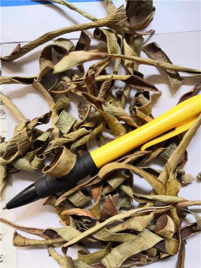 芦荟哪里能买到多少钱一斤