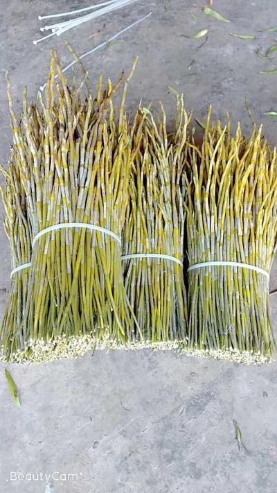 夹江叠峭石斛鲜条，现剪现卖！原产地发货，胶质好，回口味甜
