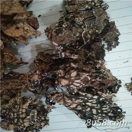 老龙皮哪里能买到 老龙皮供应