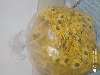 金丝皇菊，乒乓菊，婺源皇菊