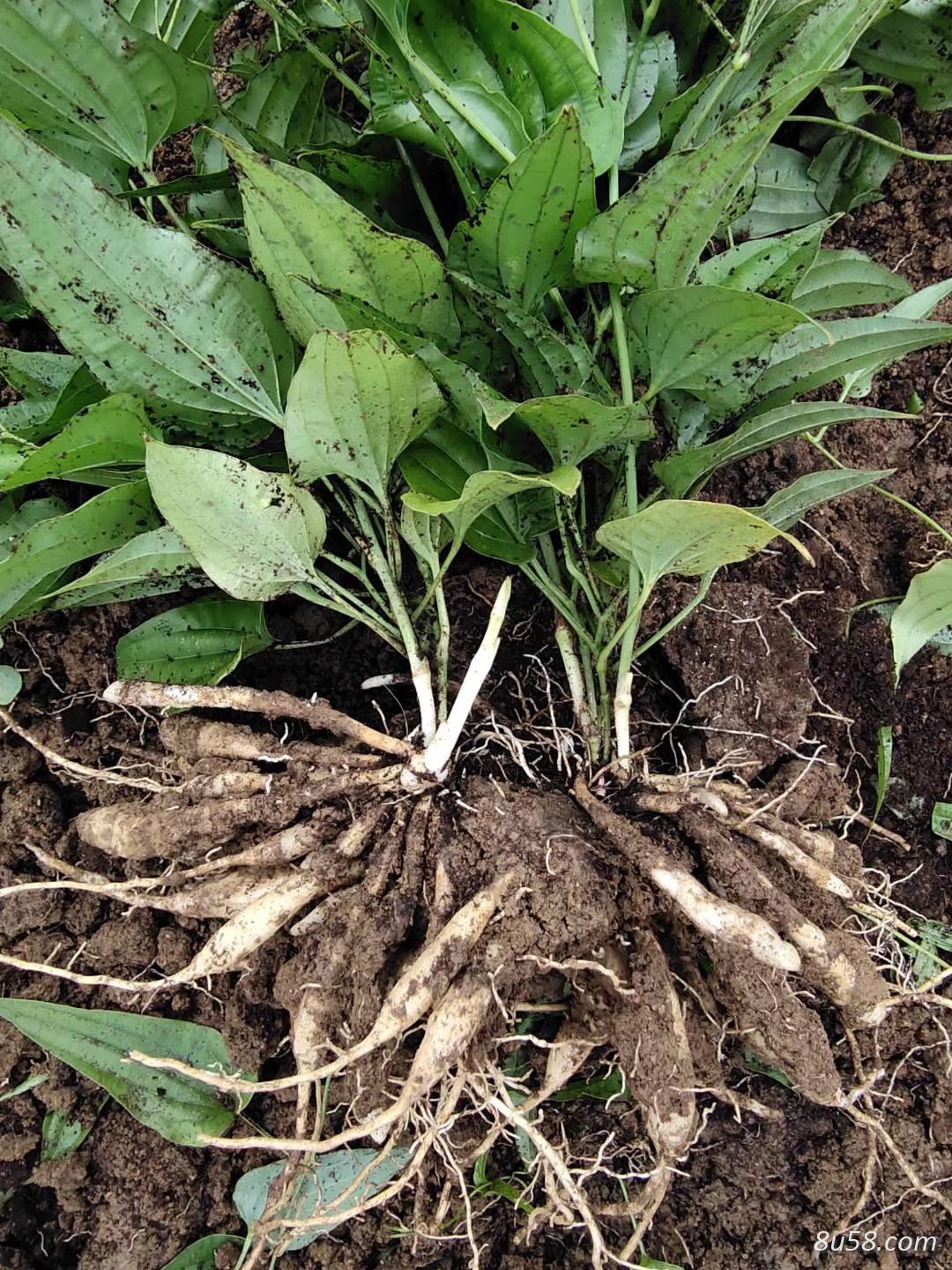 红花对叶百部 基地直供 优质货源 百部种植 百部种子 大量现货批发 红花对叶百部 基地直供 优质货源 百部种植 百部种子 大量现货批发