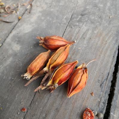 栀子花果子