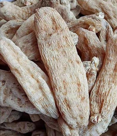 大量供应野生天麻（纯野生）