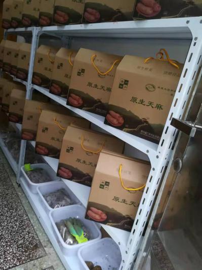 野生乌天麻