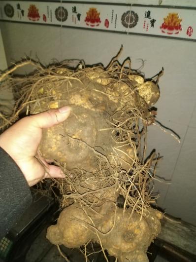 提供大量野生黄精3年以上