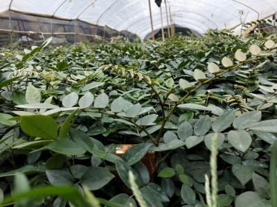 大量供应山豆根苗（25公分左右），免费全程指导种植技术