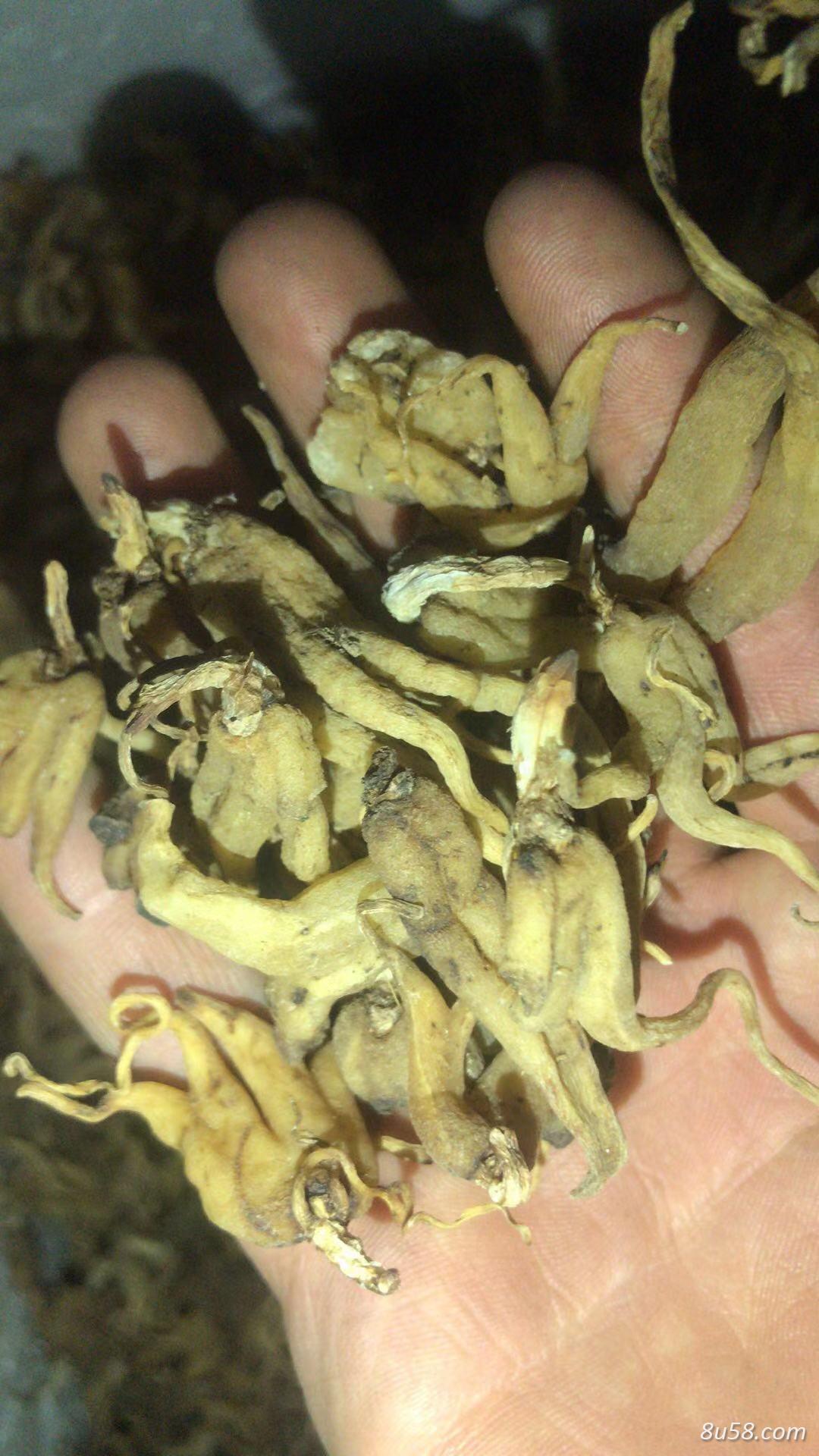 手掌参
