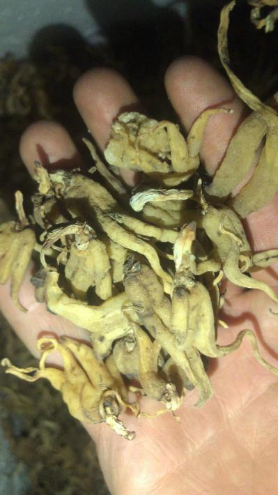 手掌参