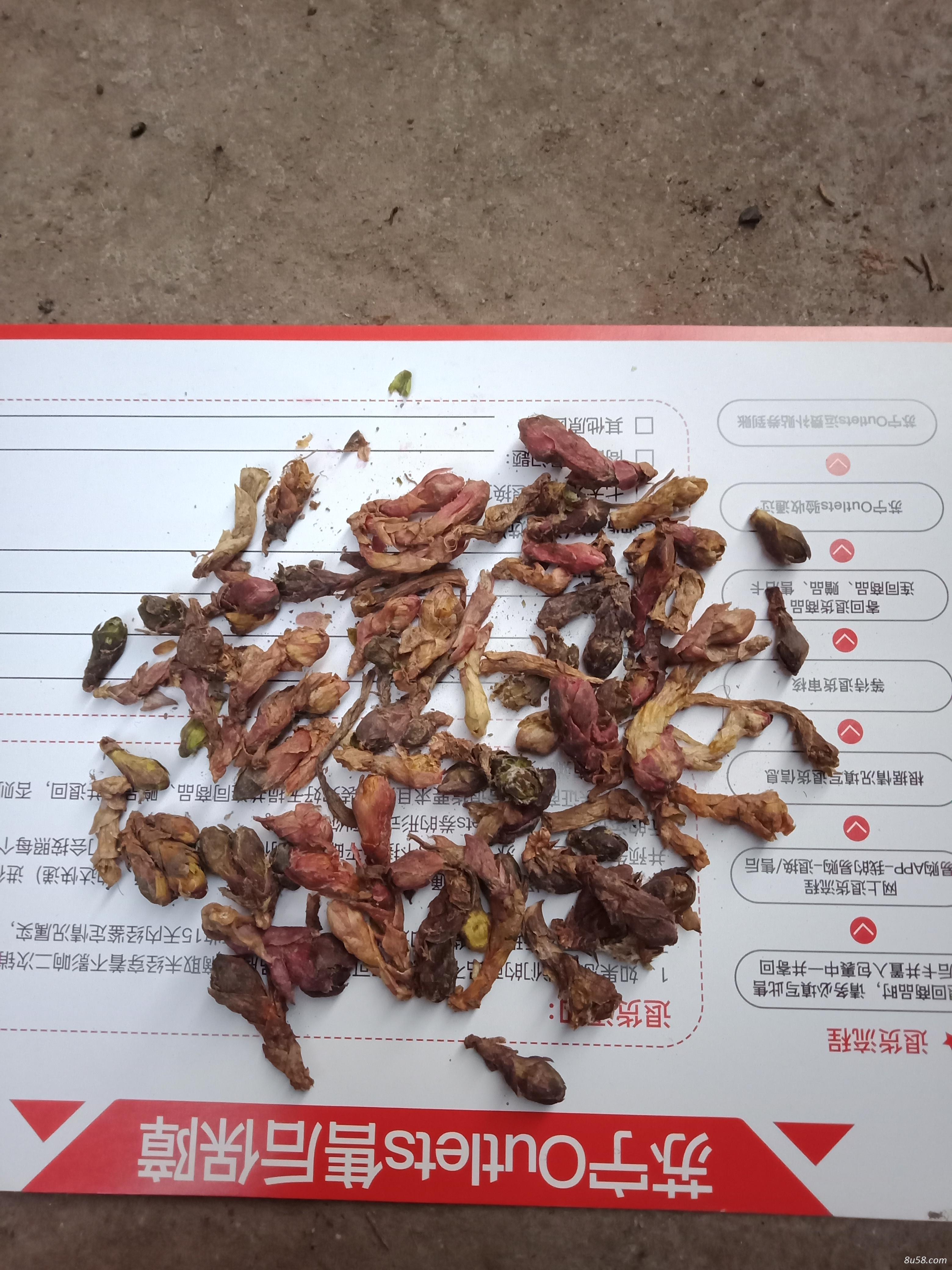 甘肃陇西款冬花