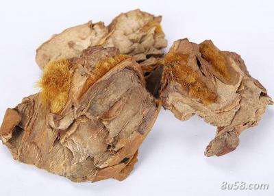 金毛狗脊