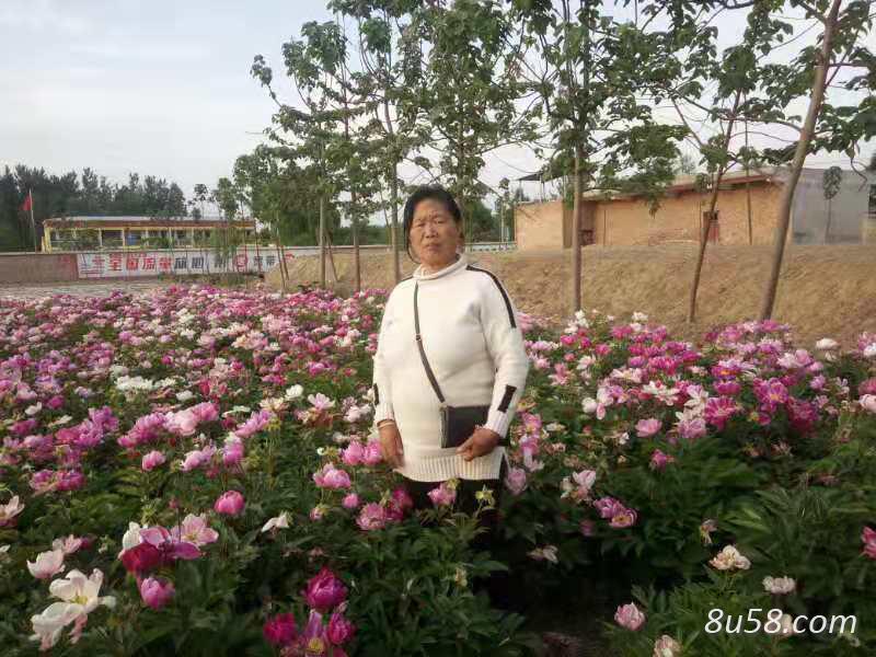 五年白芍药材