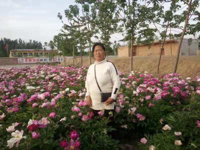 五年白芍药材
