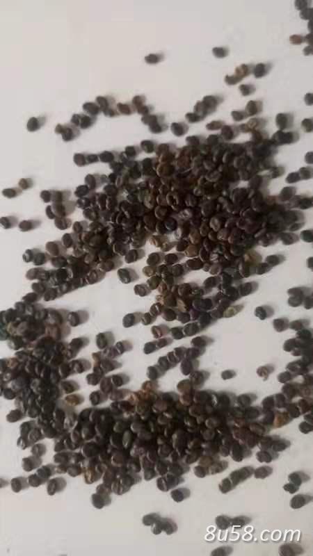 今年新棉芪种子,0.6吨出售,发芽率高,纯度高 今年新棉芪种子,0.6吨出售,发芽率高,纯度高