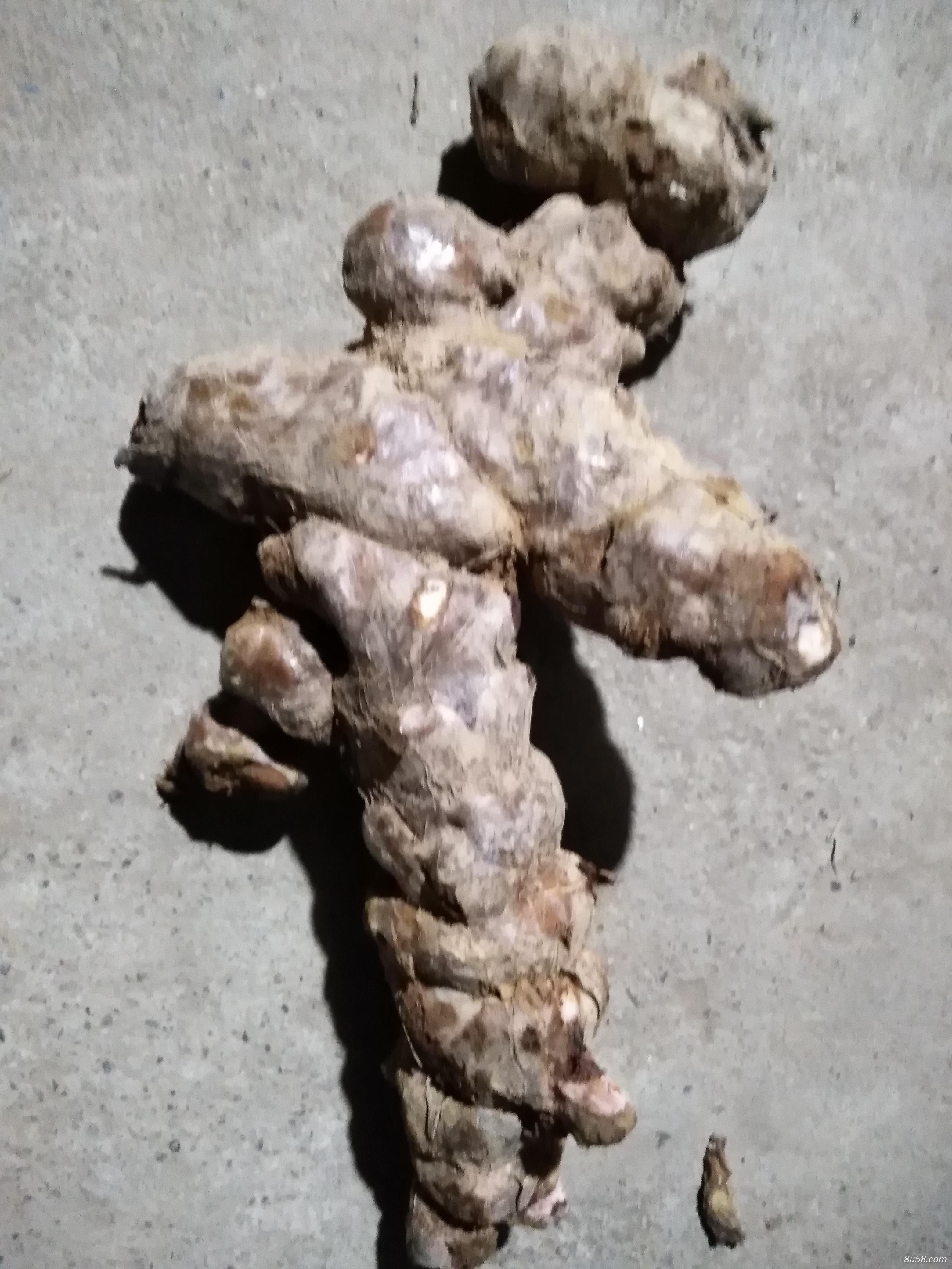 纯野生土茯苓 纯野生土茯苓