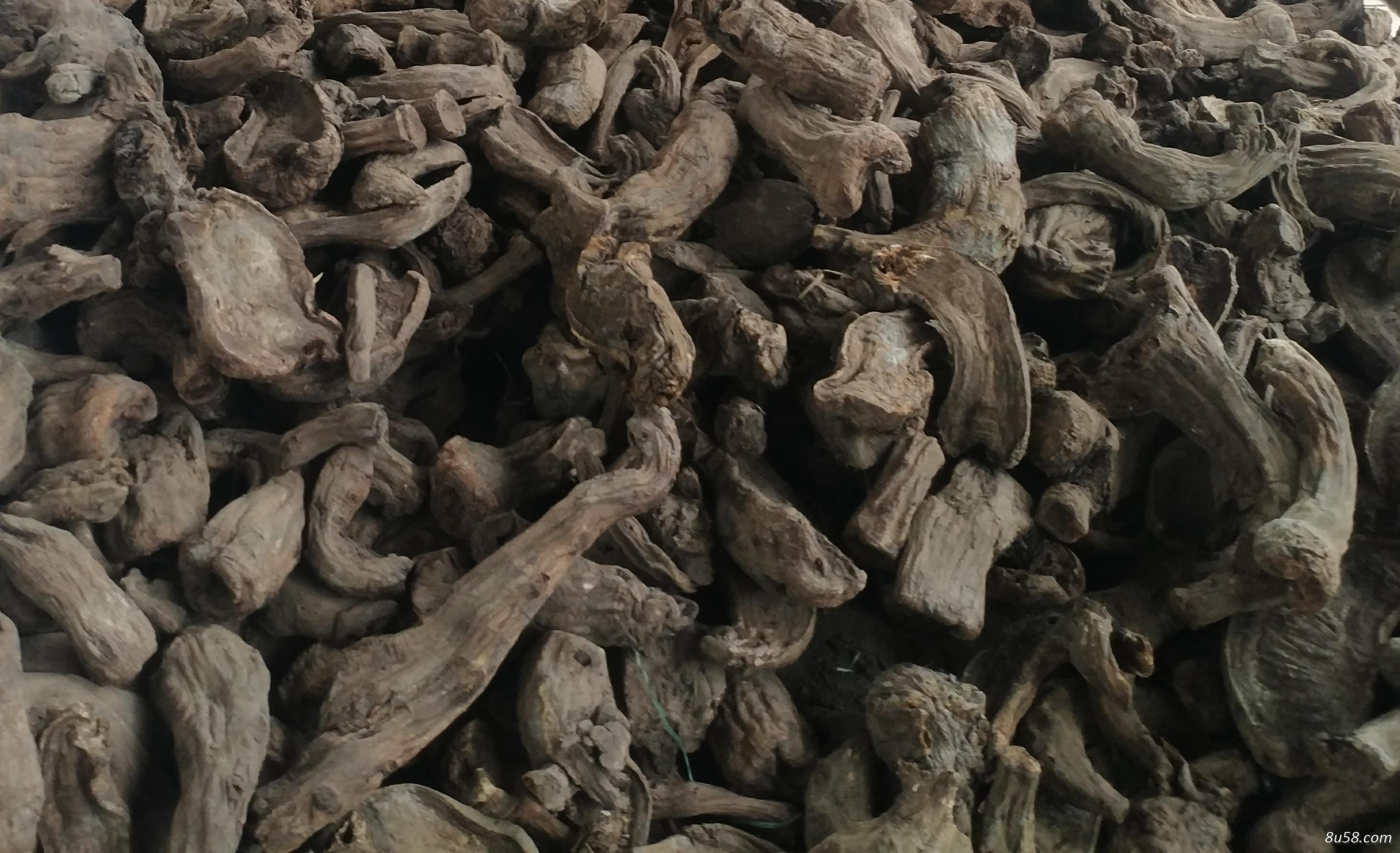 大量出售药材大黄