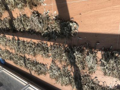 收购供应野生白毛鹿茸草