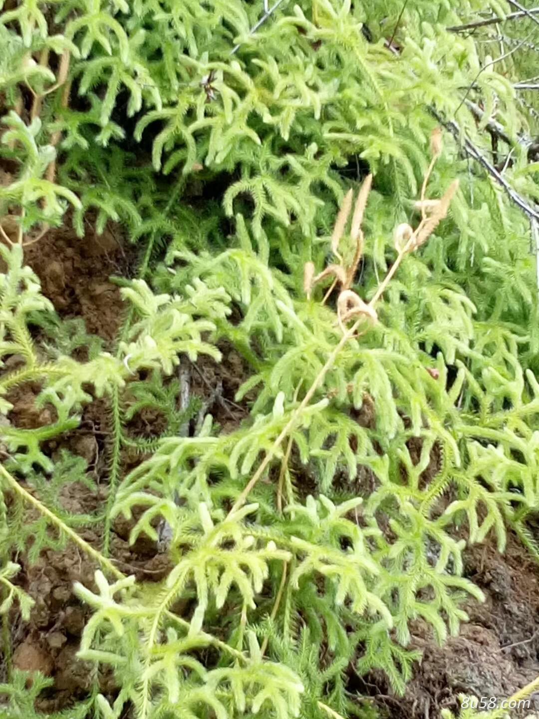 伸筋草