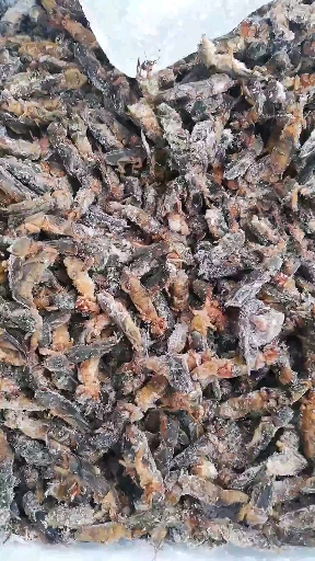中药材蝼蛄