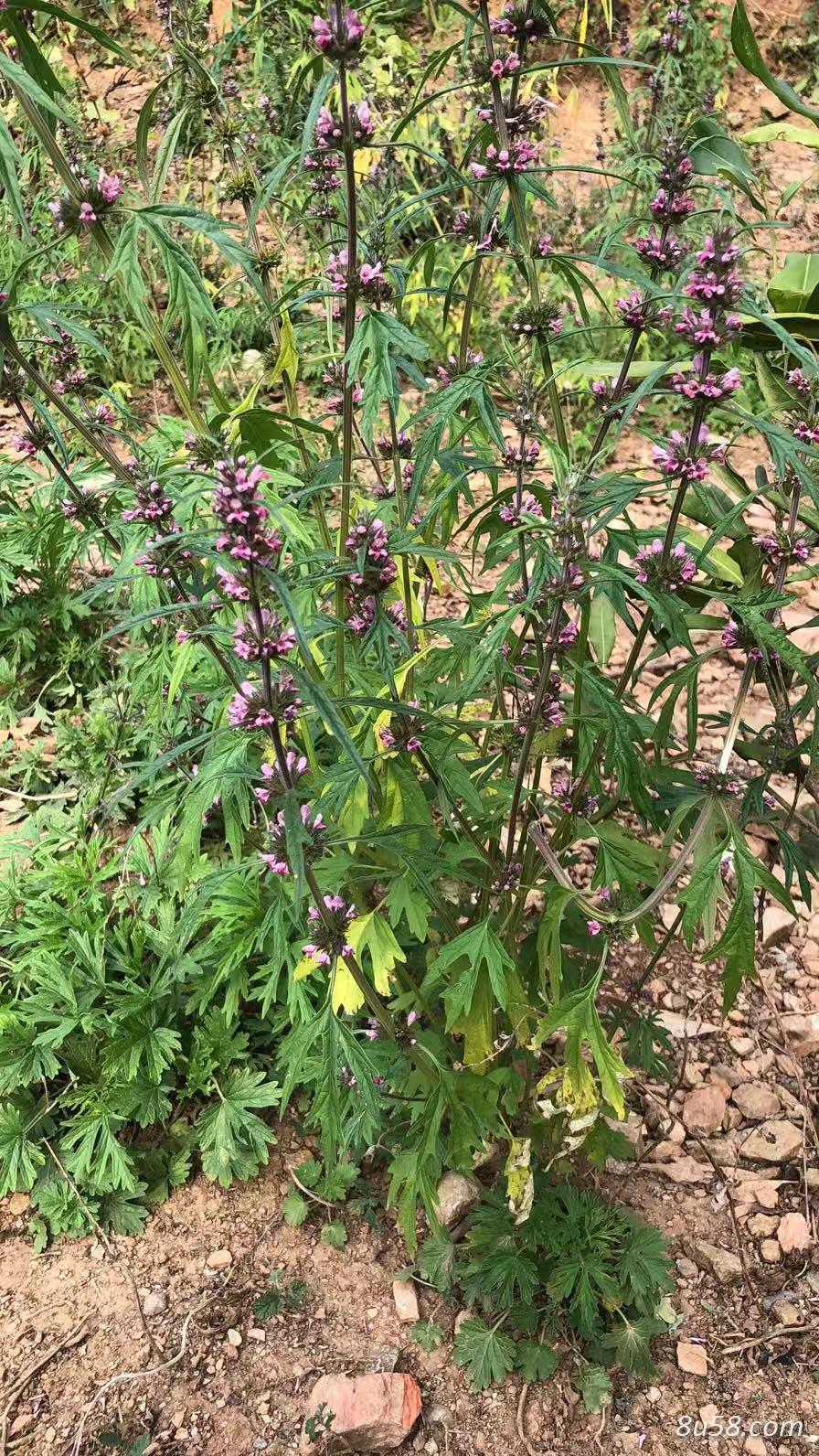 出售云南野生益母草药用价值很高 出售云南野生益母草药用价值很高