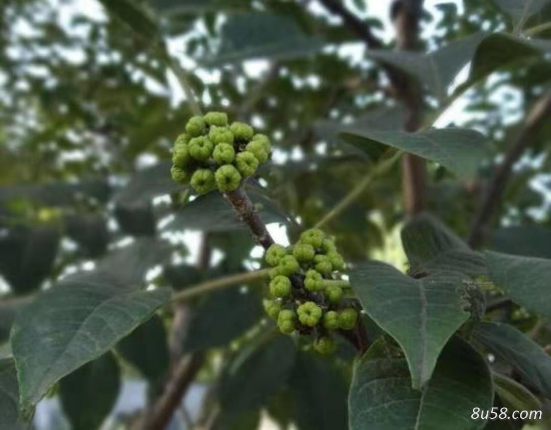 自家种的湖南吴茱萸