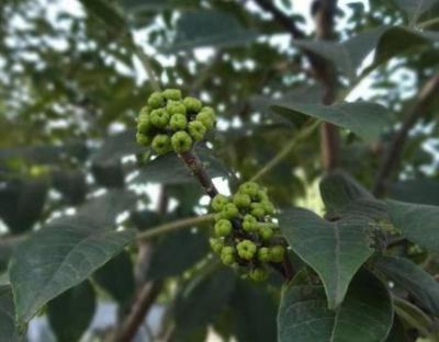 自家种的湖南吴茱萸