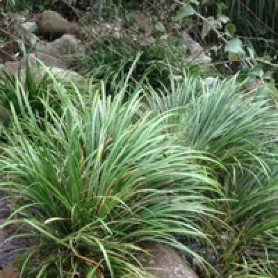 野生石菖蒲长在深山中