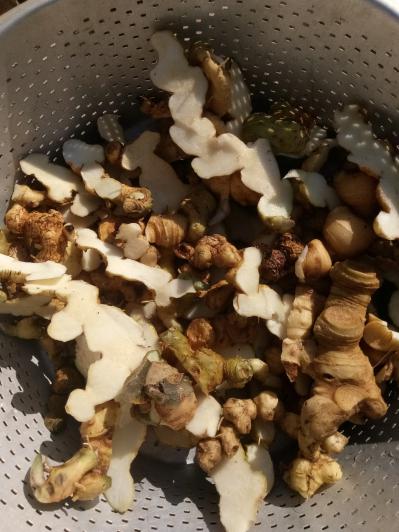 野生黄精九蒸九晒中药材共500g制质肉头九制辟谷油头野生黄精茶
