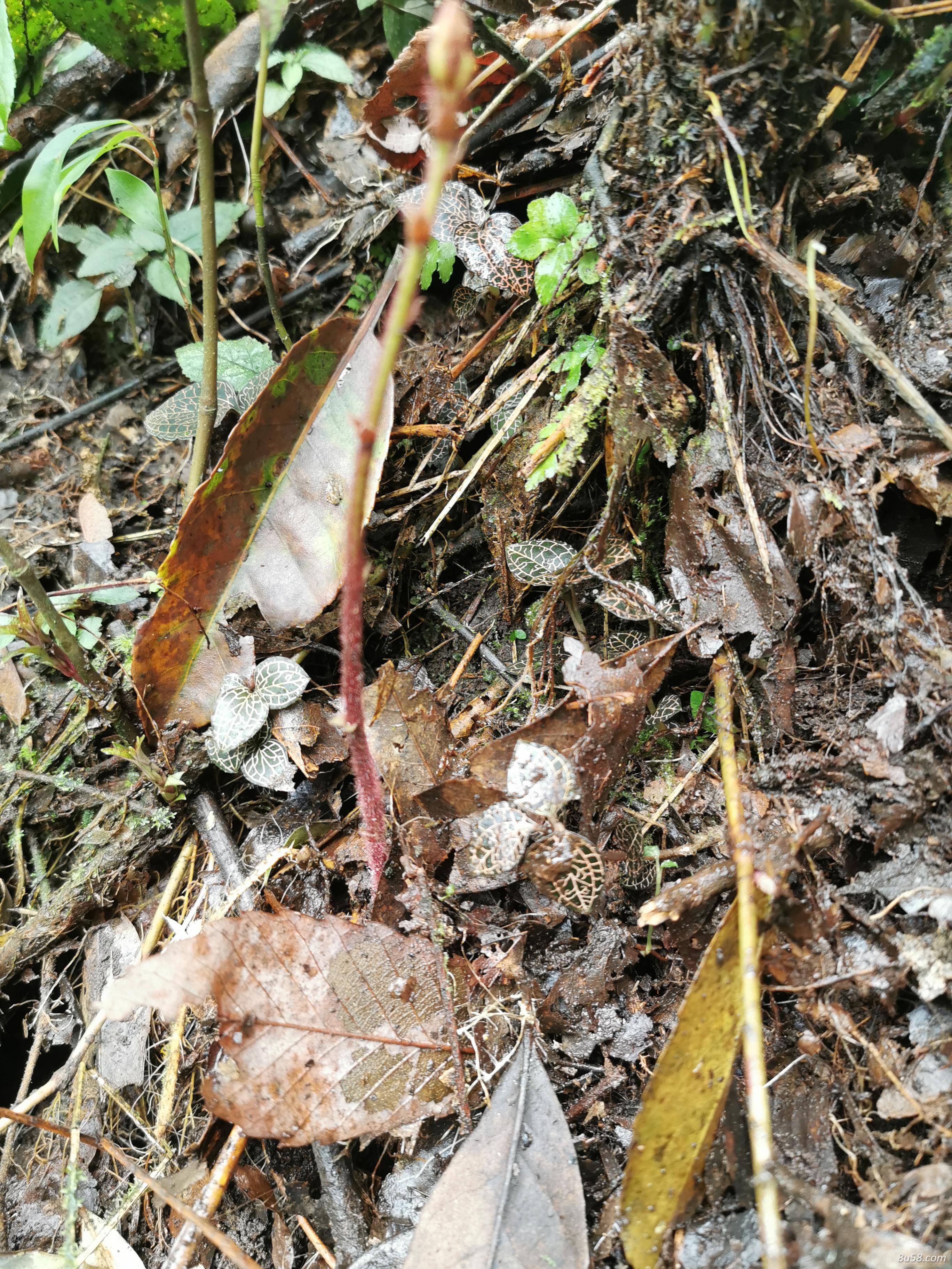野生金线莲