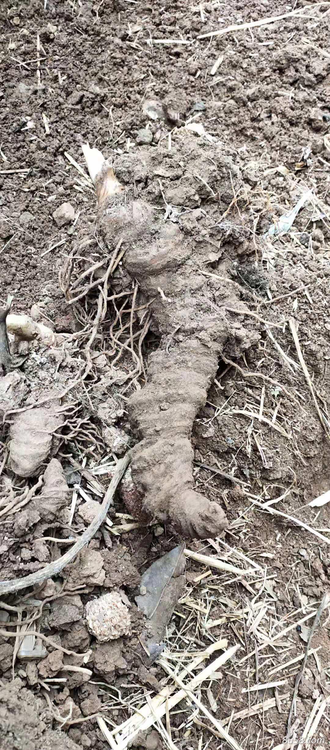 销售自家栽种重楼