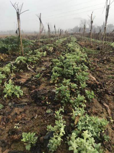 金丝皇菊，婺源菊，7月菊苗产地直销中