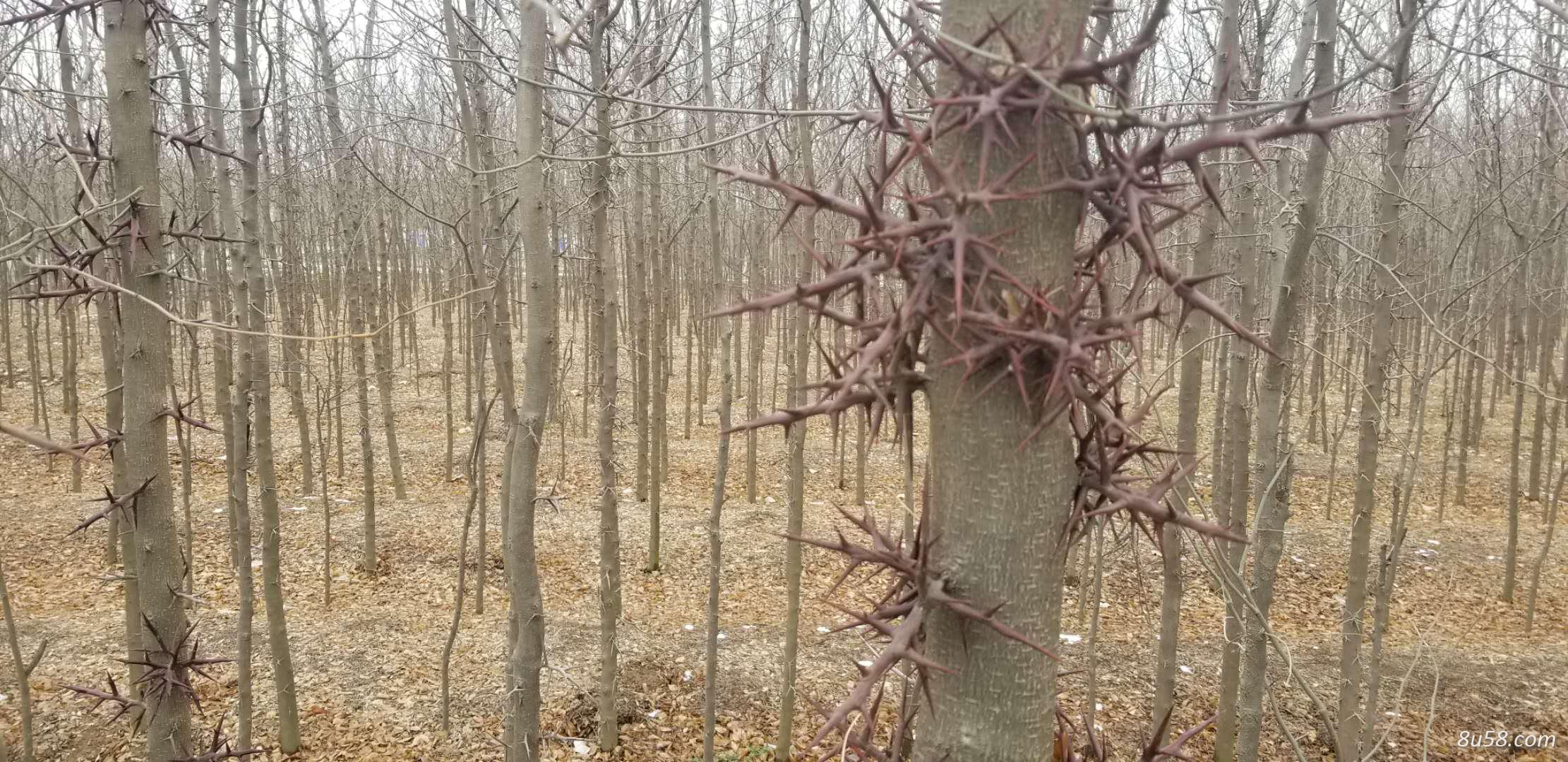 供应皂角树,9亩地的皂角树共10000棵左右,种植了4年,树直径5~8cm 供应皂角树,9亩地的皂角树共10000棵左右,种植了4年,树直径5~8cm