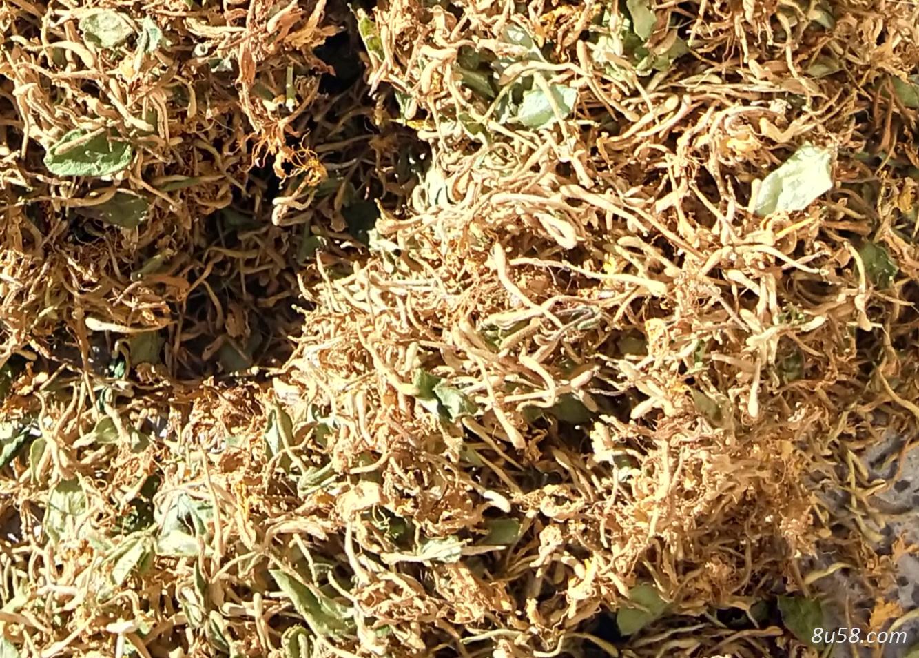 自家金银花无水分花农自售