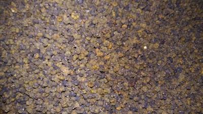 吴茱萸 新货 干品 药味浓郁