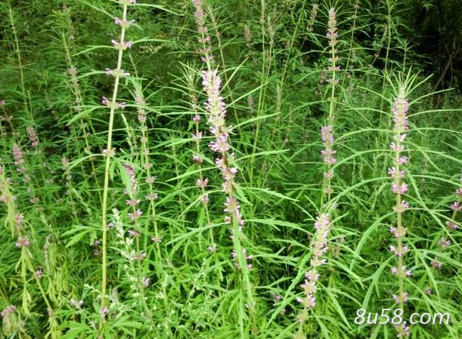 野生益母草，大量供应