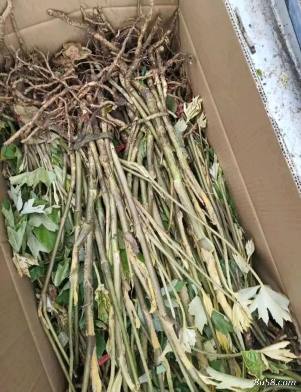 野生通草苗 高20-30公分