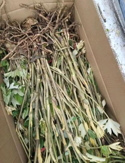 野生通草苗 高20-30公分