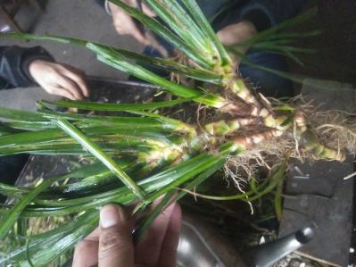 野生干石菖蒲